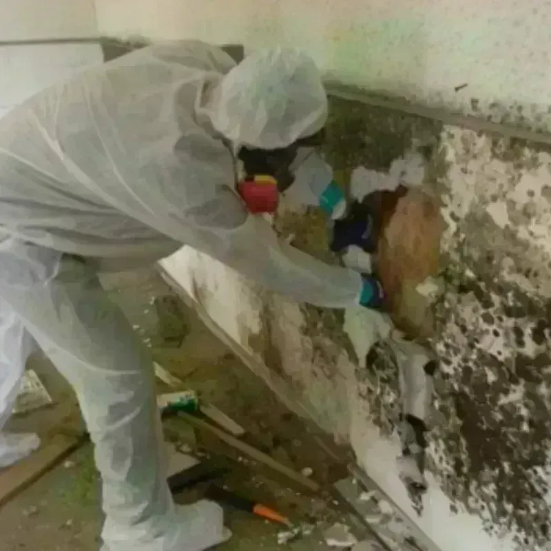 Mold Remediation and Removal in Somerset, NJ